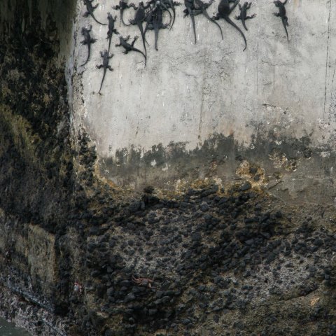 c07834: semi-abstract photo (marine iguanas on harbour wall) by Ewart Shaw