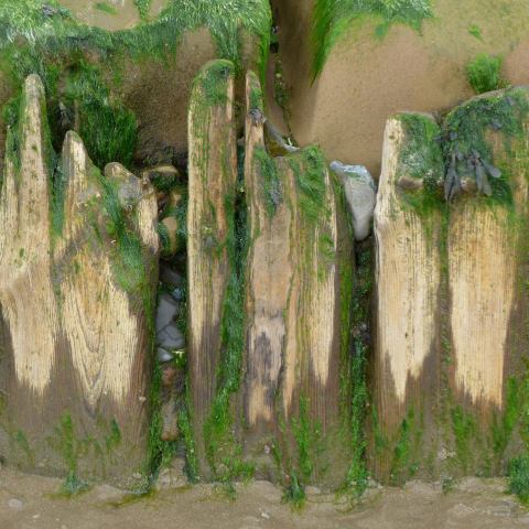 d20427: semi-abstract photo (eroded wooden fence on beach) by Ewart Shaw