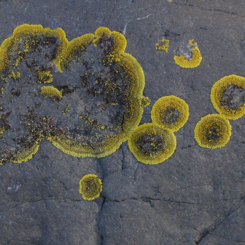 p0946: semi-abstract photo (lichen) by Ewart Shaw