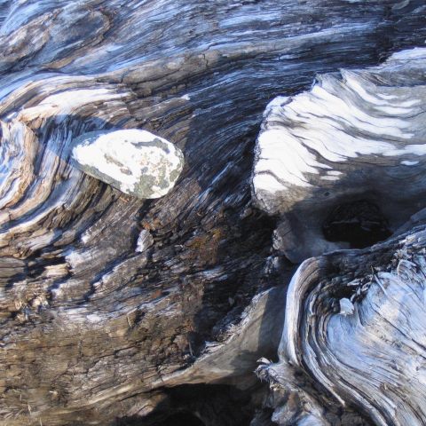 p0951: semi-abstract photo (driftwood close-up) by Ewart Shaw