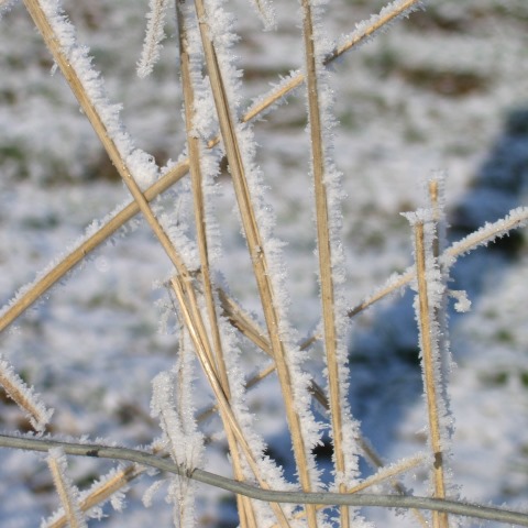 p1559: semi-abstract photo (frost stems and fence) by Ewart Shaw