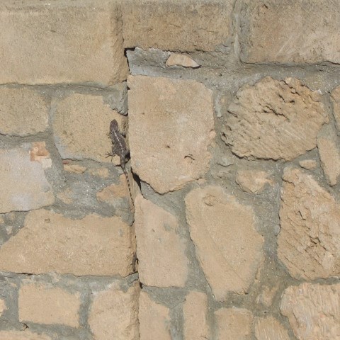 p2868: semi-abstract photo (lizard on stone wall) by Ewart Shaw