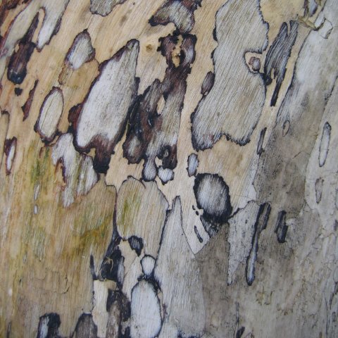 p3551: semi-abstract photo (light brown and grey bark) by Ewart Shaw
