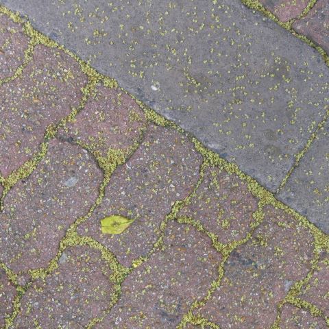 p4363: semi-abstract photo (tiny leaves on wet pavement) by Ewart Shaw