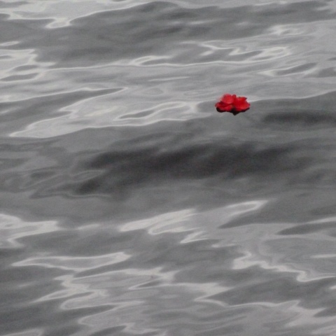 t00101: semi-abstract photo (rose floating in Lock Lomond) by Ewart Shaw