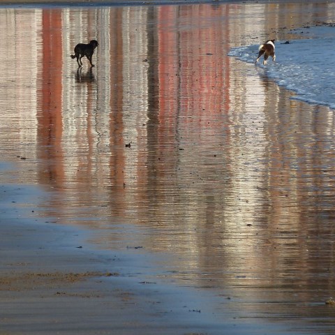 t20530: semi-abstract photo (two dogs on beach with reflections of buildings) by Ewart Shaw